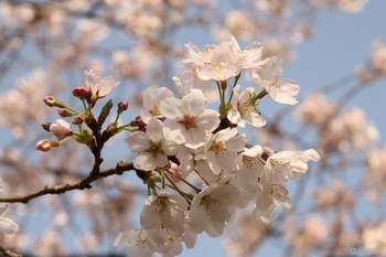 2010-04-03 葉山の桜.jpg