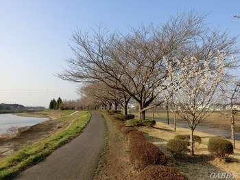 川土手の桜並木はまだまだ。