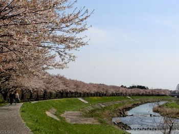 川土手の桜