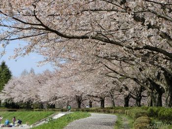 川土手の桜並木